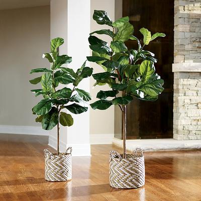 Fiddle Leaf Fig Trees - 7' - Grandin Road