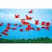 Trinidad-Caroni Swamp. Scarlet ibis birds in flight. Poster Print - Gallery Jaynes (36 x 24)