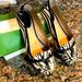 Kate Spade Shoes | Kate Spade Lina Flats | Color: Black/Cream | Size: 8