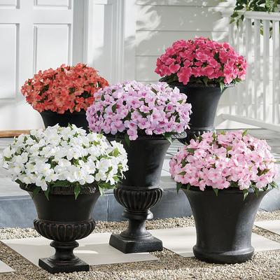 Impatiens Urn Filler - Light Pink - Grandin Road