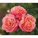 Peach Melba - Potted Rose - Rose of The Year 2023 - Gorgeous Climbing Rose