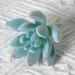 Artificial Succulents Plants 1.6 -3.5 Mini Mixed Faux Succulent Assorted Fake Unpotted Flocked Plants for DIY Floral Greenery Decor Mother Day s Gift