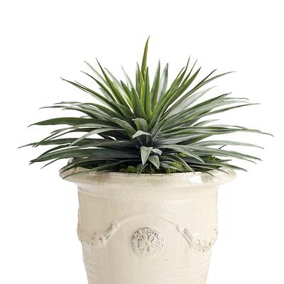Outdoor Potted Desert Aloe - 28