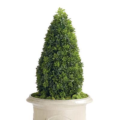Outdoor Boxwood Pear Topiary - 42" - Frontgate