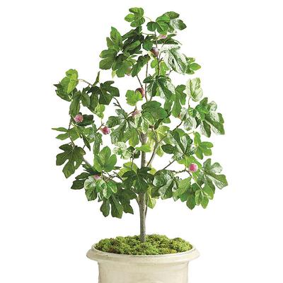 4-ft. Outdoor Fig Tree - Frontgate