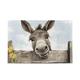 Farmhouse Donkey Jigsaw Puzzles for Adults 1000 Pieces,Colorful Puzzle with Mesh Storage Bag,Learning Educational Puzzles for Gift 2011103