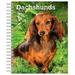 Pre-Owned Dachshunds | 2023 6 x 7.75 Inch Spiral-Bound Wire-O Weekly Engagement Planner Calendar | New Full-Color Image Every Week | BrownTrout | Animals Dog Breeds Pets Paperback