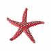 Toys Sea Star Diving Toys Sea Star Pool Toys Colorful Sea Star Set with Gold Mesh Bag Summer Swimming Diving Toy Set Diving Throwing Toy Set underwater Swimming Toys Toys for Ages 5-7 Plastic Red