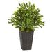 Nearly Natural Green 19 H Sweet Grass Artificial Plant in Black Planter (Indoor/Outdoor)