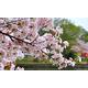 Compact Fuji Cherry Blossom Kojo-No-Mai Potted Plant