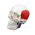 Human Skull Model Life Size Head Skeleton Model for Study Report Number Coded Human Anatomy Skull Mode Anatomy Enthusiasts