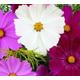 Cosmos Sensation Mixed (bipinatus) Flower Seeds Easy Grow Grow Your Own Indoor Outdoor in the UK