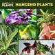 Hanging Plants - Live Houseplants Indoor Easy Care Climbing Trailing Plant