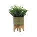 Dakota Fields Ceramic Planter w/ Solid Rubberwood Stand for Tabletop Display in Living Room, Office, or Bedroom Ceramic in Green | Wayfair