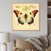 August Grove® Vintage Illustration Of Elegant Butterfly I Canvas, Cotton | 24 H x 24 W x 1 D in | Wayfair 5C57C1C8C83D491AA484AB931DBA2C5B