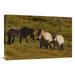 Global Gallery 20 x 30 in. Przewalskis Horse Trio in Grassland Endangered Native to Mongolia Art Print - San Diego Zoo