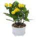 Small Lemon Bonsai House Plants Artificial Lemon Tree Bookshelf Decor Fake Lemon Bonsai Fake Lemon Tree Bonsai Office