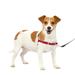 PetSafe Easy Walk No-Pull Dog Harness (SMALL / RED) Perfect for Leash & Harness Training