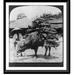 Historic Framed Print A bull-driver bringing wood into Seoul outside the South Gate looking toward city wall Korea 17-7/8 x 21-7/8