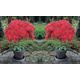 Japanese Red Azalea Standard Tree, One