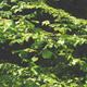 Thompson & Morgan 50 x Hedge Beech (Fagus sylvatica) Bare Root