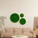 Latitude Run® Round Framed Moss Wall Decor, only the Medium pc, Metal in Green | Wayfair F4AA34A1551048E38FF4AF01AD268173