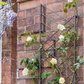 Metal linear trellis - 2 colours