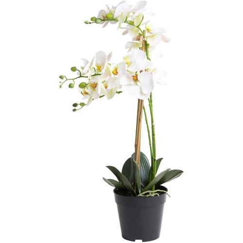 "Kunstorchidee BOTANIC-HAUS ""Orchidee Bora"" Kunstpflanzen Gr. Ø/H: 35 cm x 60 cm, 1 St., beige (creme, weiß) Kunst-Orchideen"