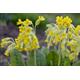 Primula veris -Wild Cowslip- plant in 1 L pot