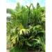 Dwarf Sugar Palm Tree - Formosa Palm - Live Plant in a 3 Gallon Grower s Pot - Areca Englerii - Extremely Rare Ornamental Palms from Florida