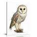 COMIO Owl Wall Art Owl Wall Decor - Set of 16x20in Cute Owl Art Bird Art Animal Poster Set Owl Print Owl Animal Wall Art Owl Art Wall Decor - Bathroom Bedroom Owl Artwork -