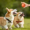 Balle roulante automatique pour animaux de compagnie jouet coule pour chien et chat accessoires