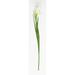 Worth Imports Color Iris Arrangement in Yellow | 25 H x 2 W x 2 D in | Wayfair 3661WH