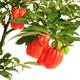 Chilli Pepper Plants - 'Scotch Bonnet Red' - 3 x Full Plants in 9cm Pots