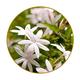 Fragrance Oil Jasmine 500ml Scented Fragrance for Candle Making, Soap Making & Bath Bombs