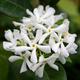 Trachelospermum jasminoides | Star Jasmine |