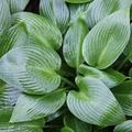 Hosta 'Devon Green' | Plantain Lily |