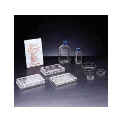 BD Primaria Treated Labware Sterile BD Biosciences 353810 Culture Flasks With Vented Caps 75 cm2 Straight Neck