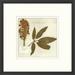 Wendover Art Group Napa Valley 1872 Herbarium XVII - Picture Frame Print on Paper Paper | 21.5 H x 21.5 W x 1.13 D in | Wayfair PG6126