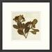 Wendover Art Group Napa Valley 1872 Herbarium XVIII - Picture Frame Print on Paper Paper | 21.5 H x 21.5 W x 1.13 D in | Wayfair PG6127