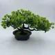 Plante artificielle bonsaï en pot pin camélia vert petit arbre fausse fleur décoration de