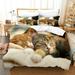 Pet cat quilt cover lovely comfortable and warm Bedding 3D digital printing cute cat quilt cover pillowcase three-piece set