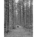 New Hampshire C1900. /Na View Of Cathedral Woods In The White Mountains In New Hampshire. Photograph C1900. Poster Print by (18 x 24)