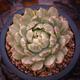 Echeveria Queens Maria Variegated Plant - Korean Succulent Plant - Easy Care Succulent Plant- Unicorn Plant for Collectors- Stunning