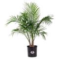 United Nursery Majesty Palm Live Plant Outdoor and Indoor Live Palm Tree Low Maintenance Easy Care Outdoor Indoor Tropical Palm Tree 3 Feet Tall Shipping Size