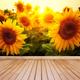 Sonnenblumen kleben oder traditionelles Wandbild | Tapete Sonnenblumenfeld wiederverwendbar Vlies Tapete W#125