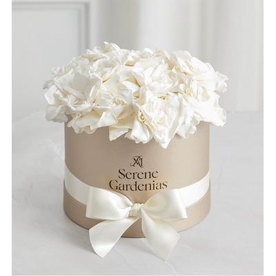 1-800-Flowers Flower Delivery Preserved Serene Gardenias By Magnificent Roses