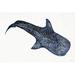 Breakwater Bay Shark Whale 1 by Stellar Design Studio - Wrapped Canvas Print Canvas in Blue | 8 H x 12 W x 1.25 D in | Wayfair