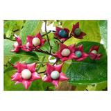 Clerodendrum trichotomum | Harlequin | Chance Tree | 5_Seeds