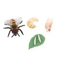 ibasenice 2 Sets Growth Week Bee Figurine Bee Life Cycle Cycles Imitation Honey Bee Model Life Cycle Model Kids Toys Life Cycle Toy Insect Small Animals Plastic Child